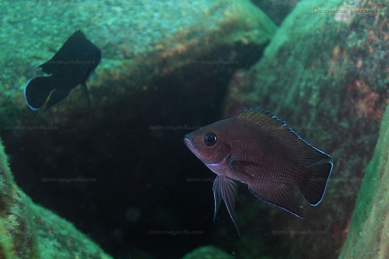 Variabilichromis moorii 'Mtosi'